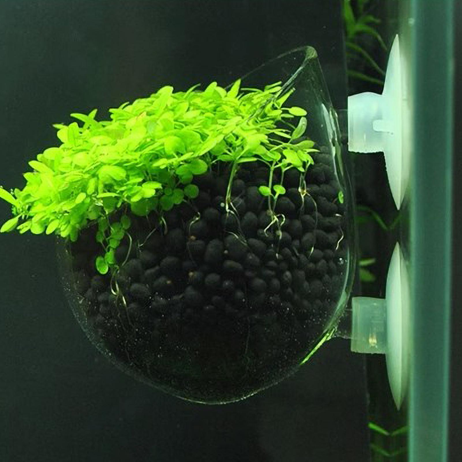 Planted Aquarium Maintenance - Aquarium Plant Holder Glass Aquatic Plant