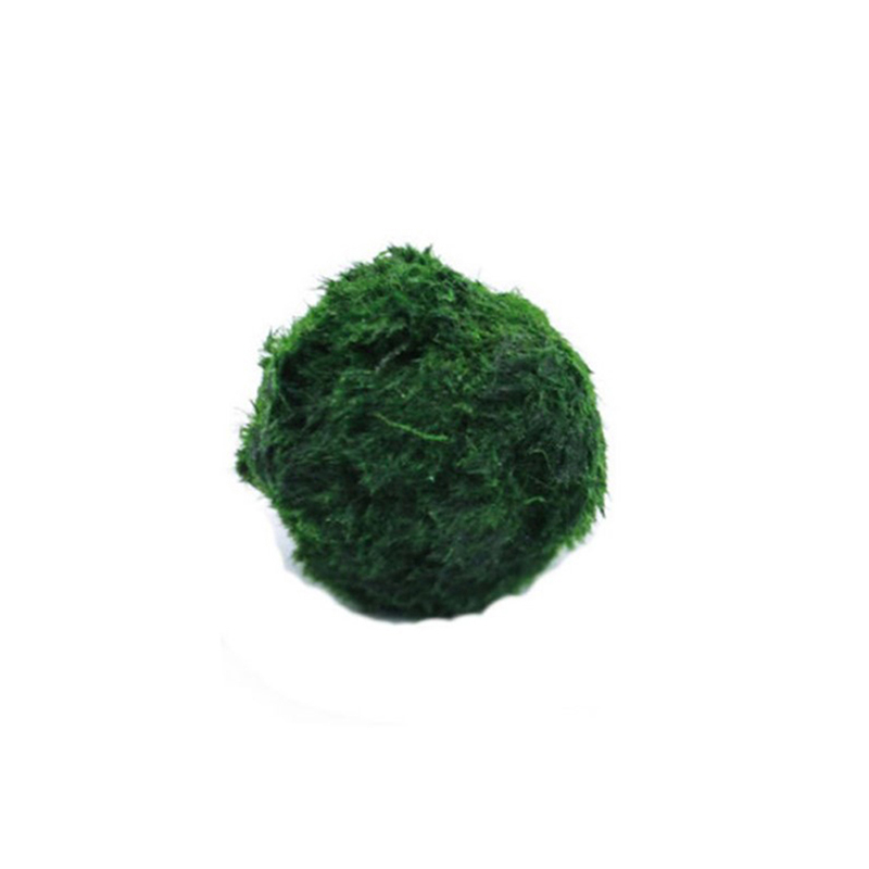 Planted Aquarium Maintenance - Marimo Moss Balls Live Aquarium Plant