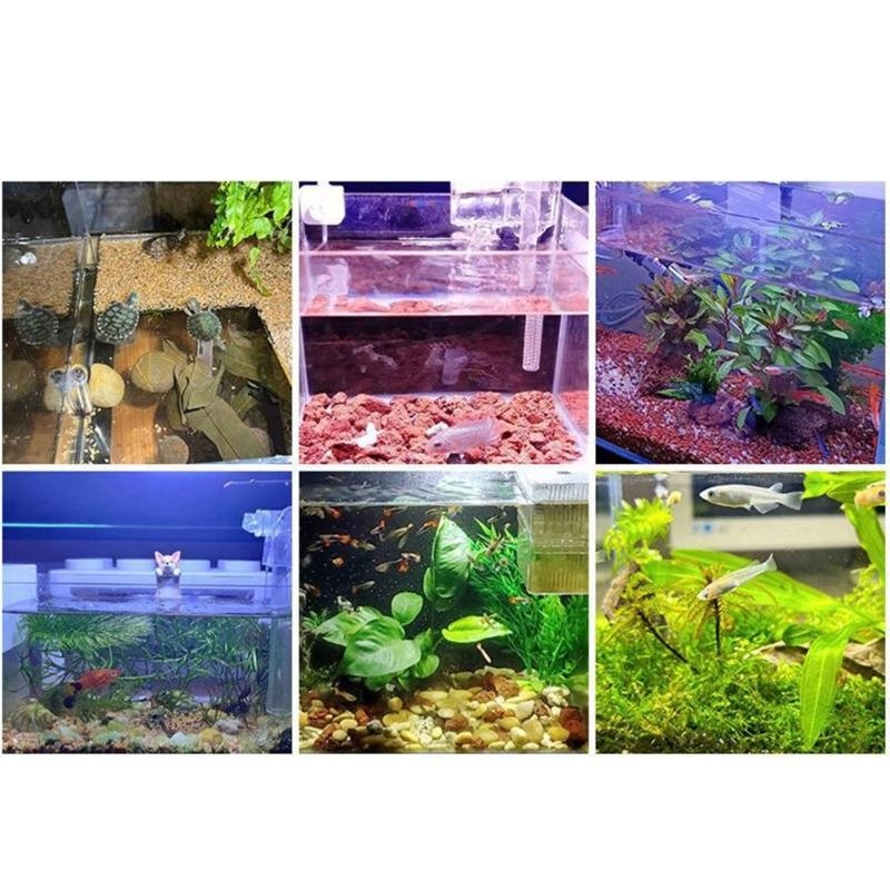 Small Aquarium Fish Bowl LED L - Planted Aquarium Bowl ulasan dan harga