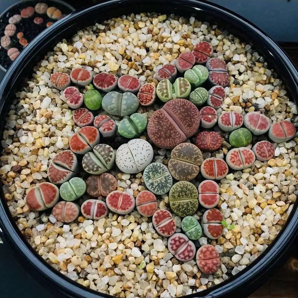 1pc-250g Natural Crystals Grav - Aquarium Planted Soil ulasan dan harga
