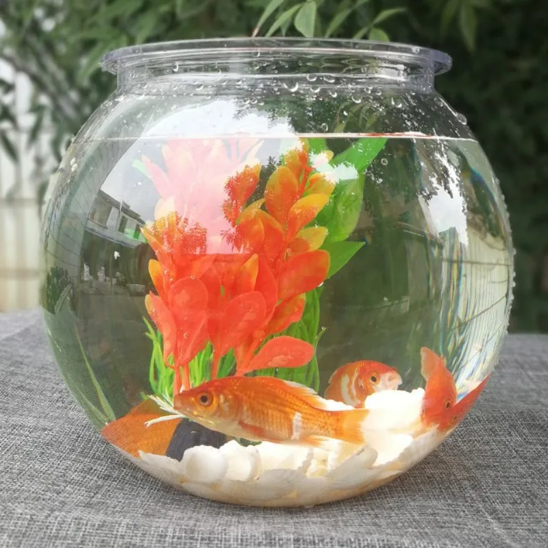 Goldfish bowl desktop transpar - Planted Aquarium Bowl ulasan dan harga