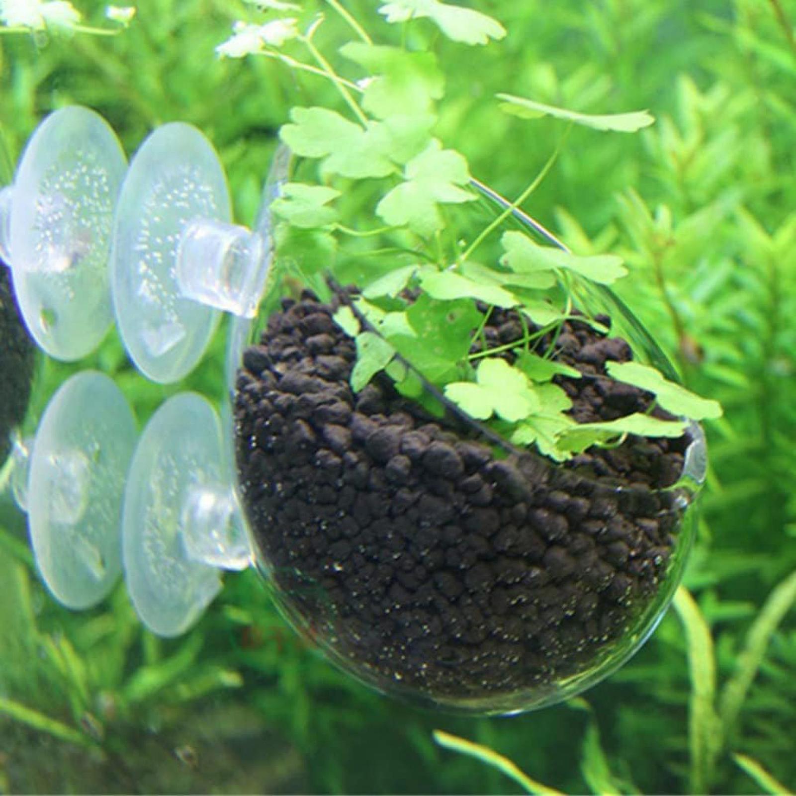 Aquarium Plant Holder Glass Aq - Planted Aquarium Maintenance ulasan dan harga