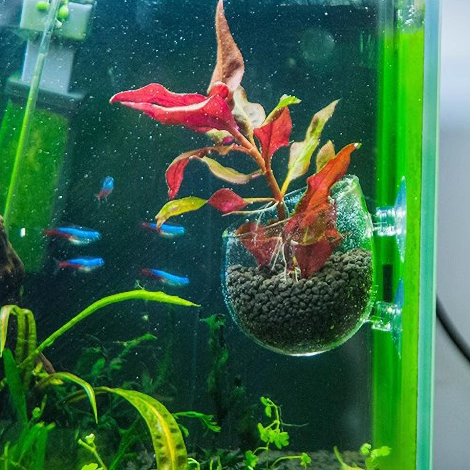 Aquarium Plant Holder Glass Aq - Planted Aquarium Maintenance ulasan dan harga