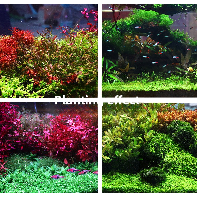 SYSENCIAGA Planted Aquarium Su - Aquarium Planted Soil ulasan dan harga