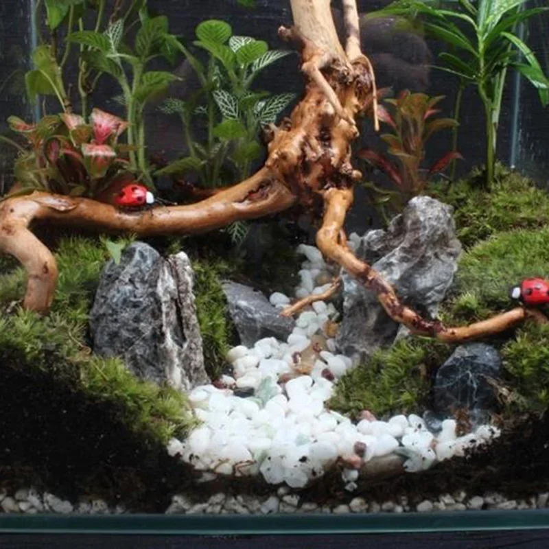 Natural Tree Trunk Driftwood A - Aquarium Planted Soil ulasan dan harga