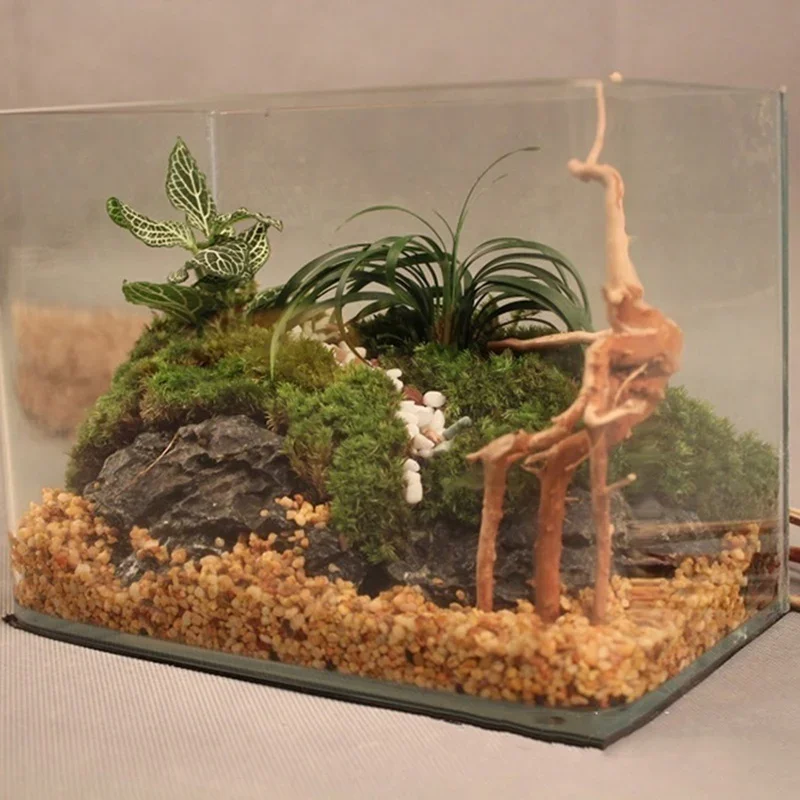 Natural Tree Trunk Driftwood A - Aquarium Planted Soil ulasan dan harga