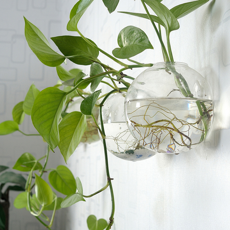 Wall Hanging Acrylic Fish Bowl - Planted Aquarium Bowl ulasan dan harga