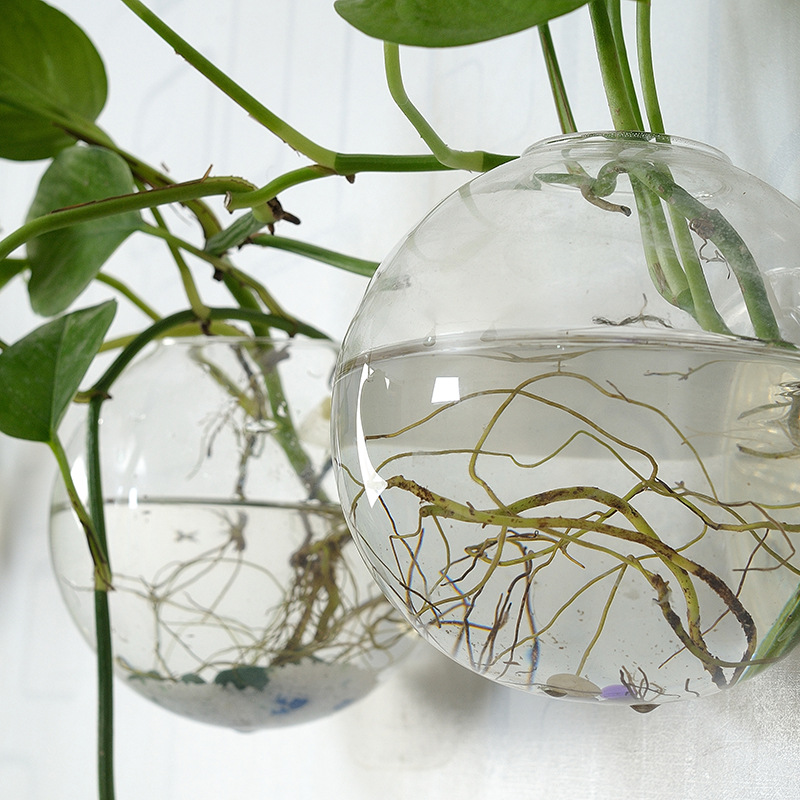 Wall Hanging Acrylic Fish Bowl - Planted Aquarium Bowl ulasan dan harga