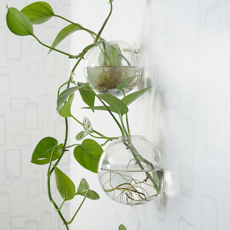 Wall Hanging Acrylic Fish Bowl - Planted Aquarium Bowl ulasan dan harga