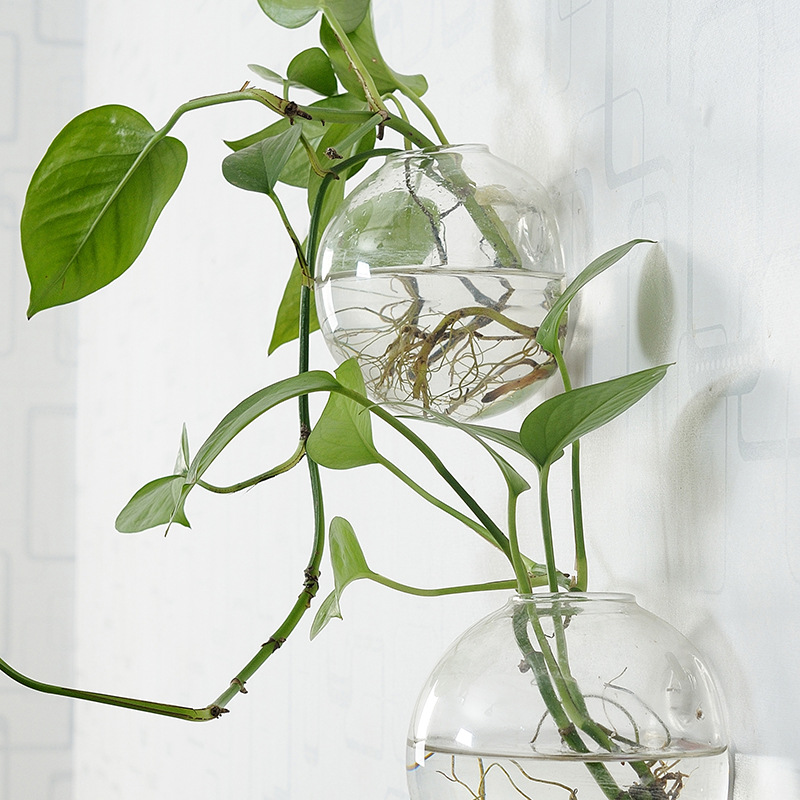 Wall Hanging Acrylic Fish Bowl - Planted Aquarium Bowl ulasan dan harga