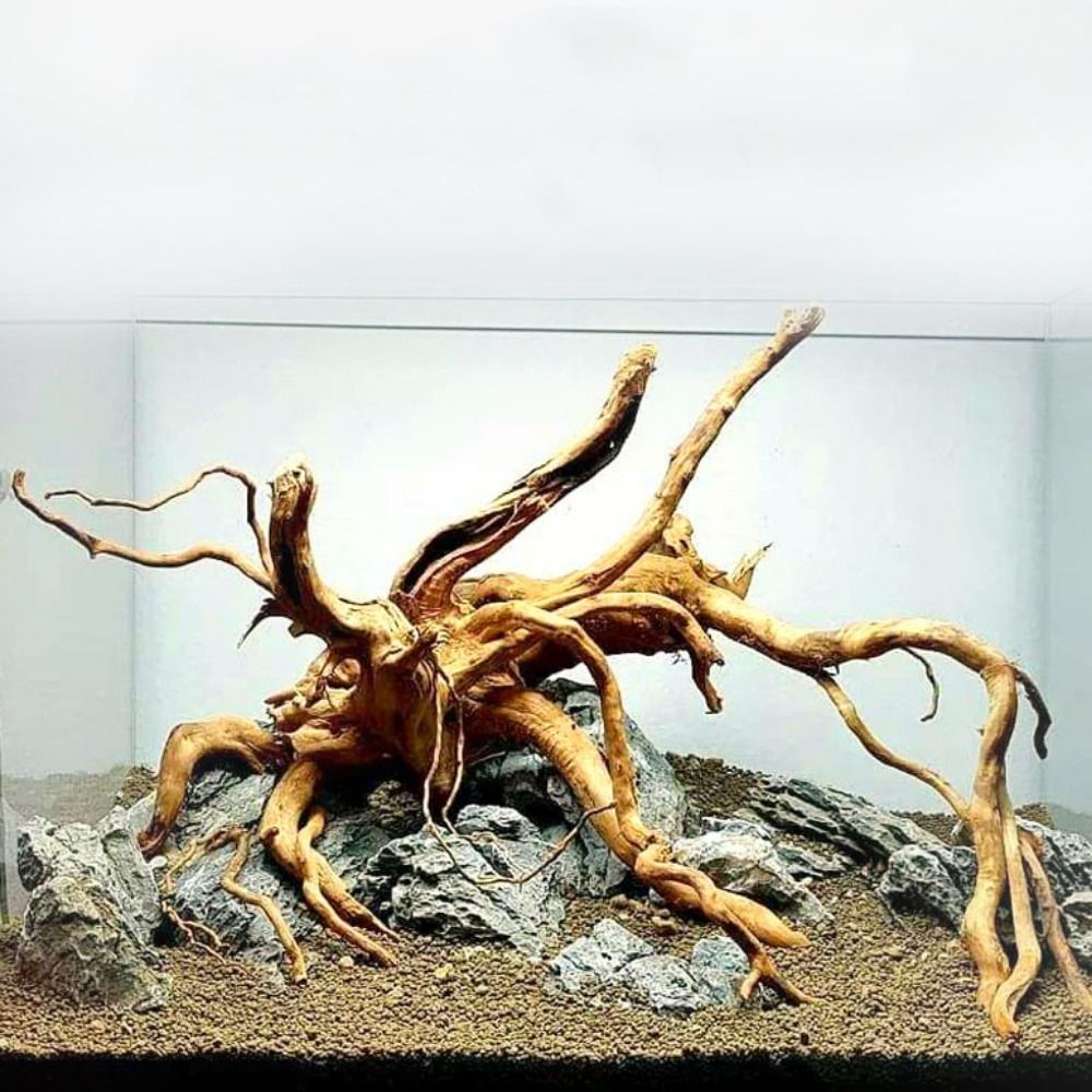 20-25CM Large Aquarium Driftwo - Planted Aquarium Bowl ulasan dan harga
