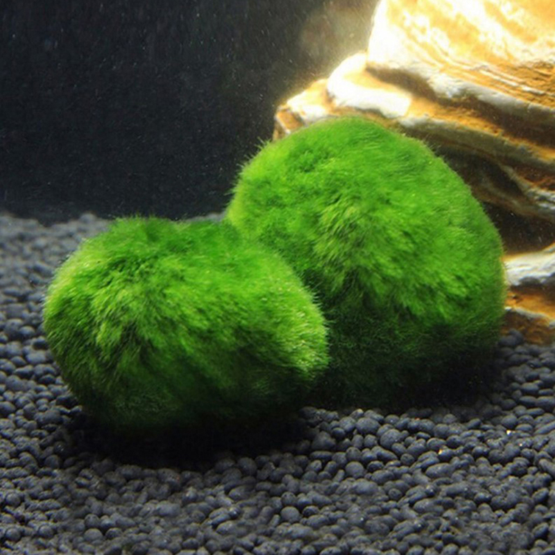 Marimo Moss Balls Live Aquariu - Planted Aquarium Maintenance ulasan dan harga