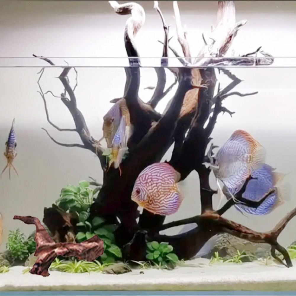 Creative Irregular Shape Coral - Aquarium Planted Soil ulasan dan harga
