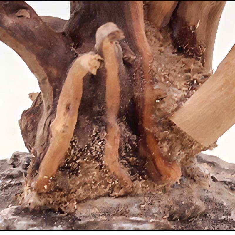 1PC Aquarium Landscaping Wood  - Aquarium Planted Soil ulasan dan harga