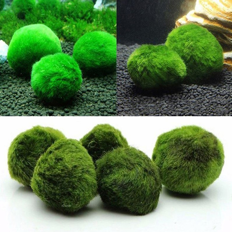 Live Marimo Moss Balls 3-4cm G - Planted Aquarium Maintenance ulasan dan harga